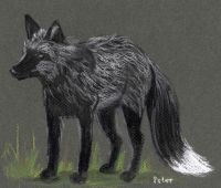 Silver Fox